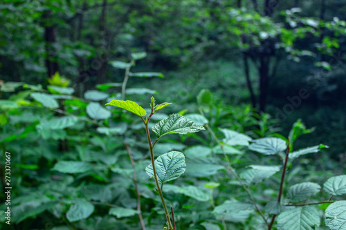 forest
