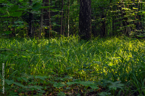 forest