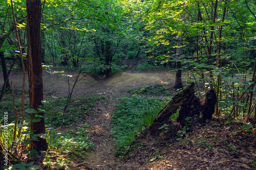 forest
