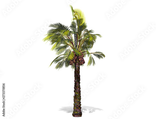 3D rendering - A tall palm tree isolated over a white background. Suitable for use in architectural design or Decoration work. Used with natural articles both on print and website, 3D illustration. © sujinda
