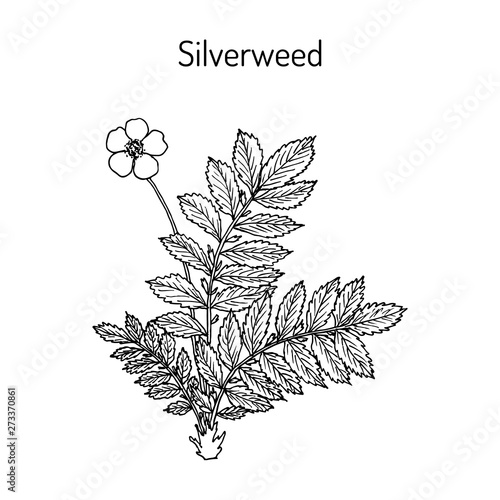 Common silverweed or silver cinquefoil argentina anserina , medicinal plant