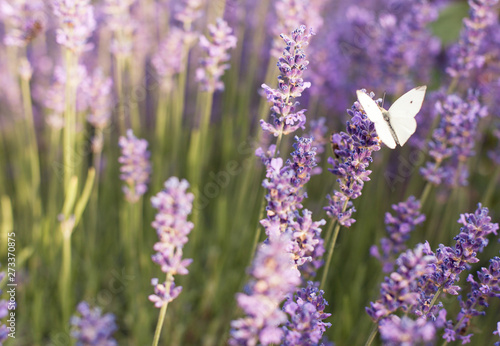 purple lavender bushes in the sunshine with a fluttering white butterfly