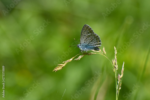 Wallpaper Mural Common blue butterfly in the grass. Polyommatus icarus, beautiful little blue butterfly Torontodigital.ca