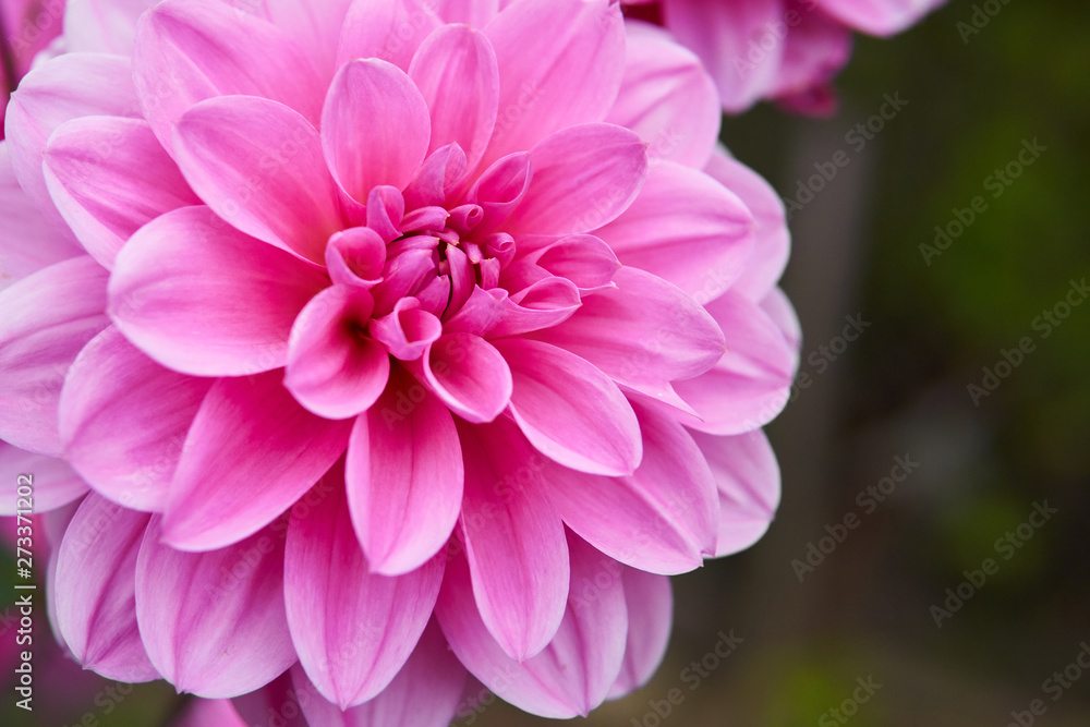 Fototapeta premium Close up Pink dahlia in garden.