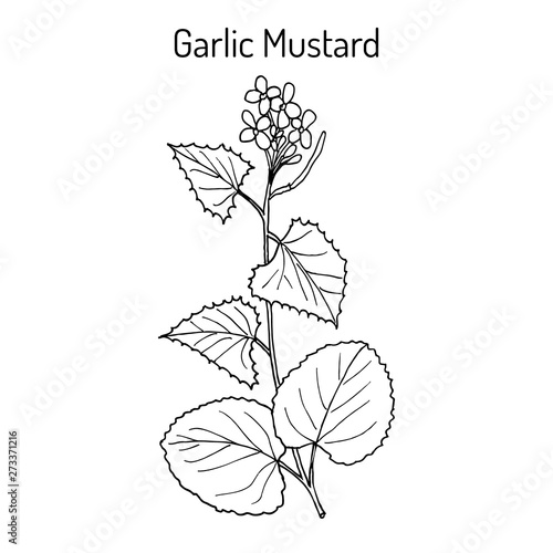Garlic Mustard Alliaria petiolata , medicinal plant