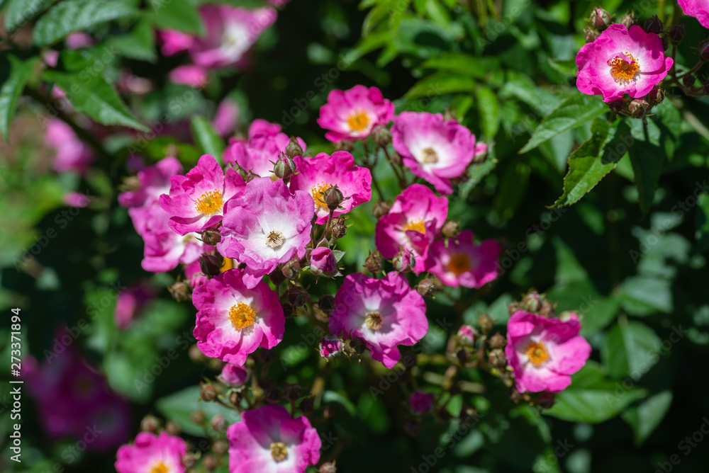 magenta flowers in garden magenta flowers in garden