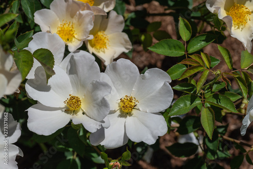 white heritage roses in garden