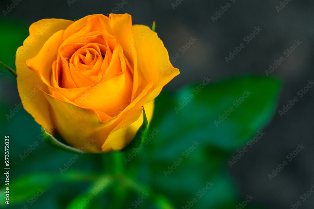 Flower bright yellow roses in the garden. Flower bright yellow roses in the garden.