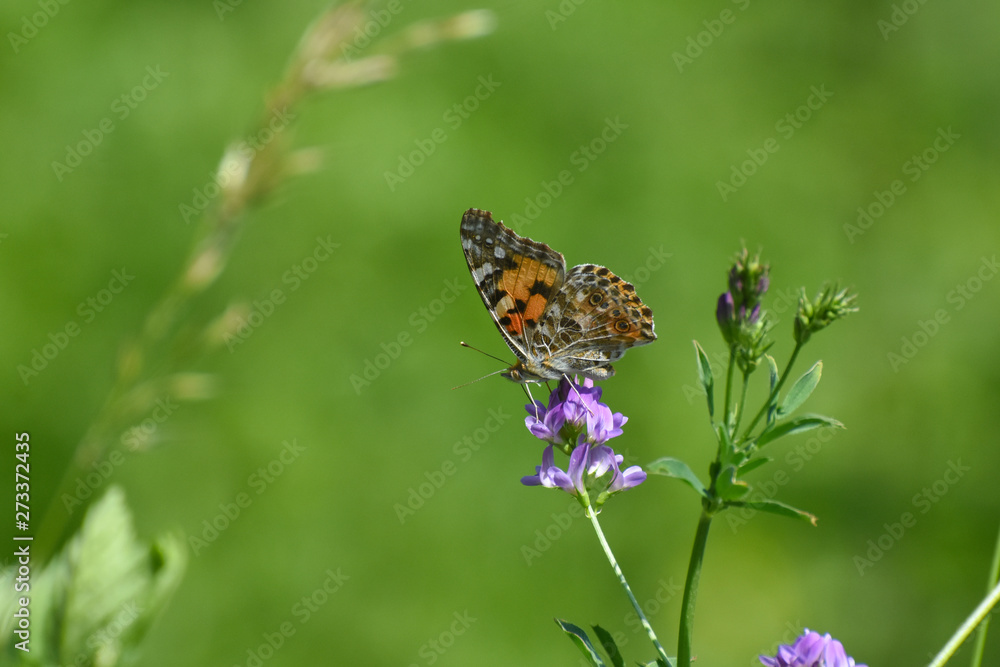 Painted Lady butterfly, Vanessa cardui, on a flower. Beautiful multicolored butterfly in nature Painted Lady butterfly, Vanessa cardui, on a flower. Beautiful multicolored butterfly in nature