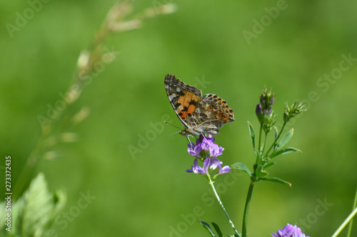 Painted Lady butterfly, Vanessa cardui, on a flower. Beautiful multicolored butterfly in nature