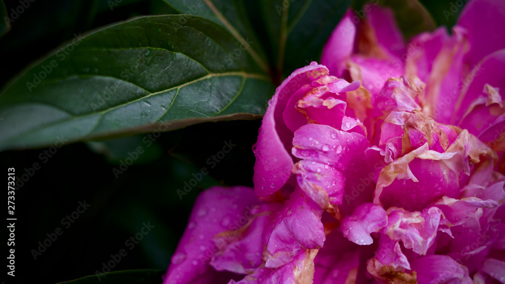 Peony in garden with rain drops Peony in garden with rain drops