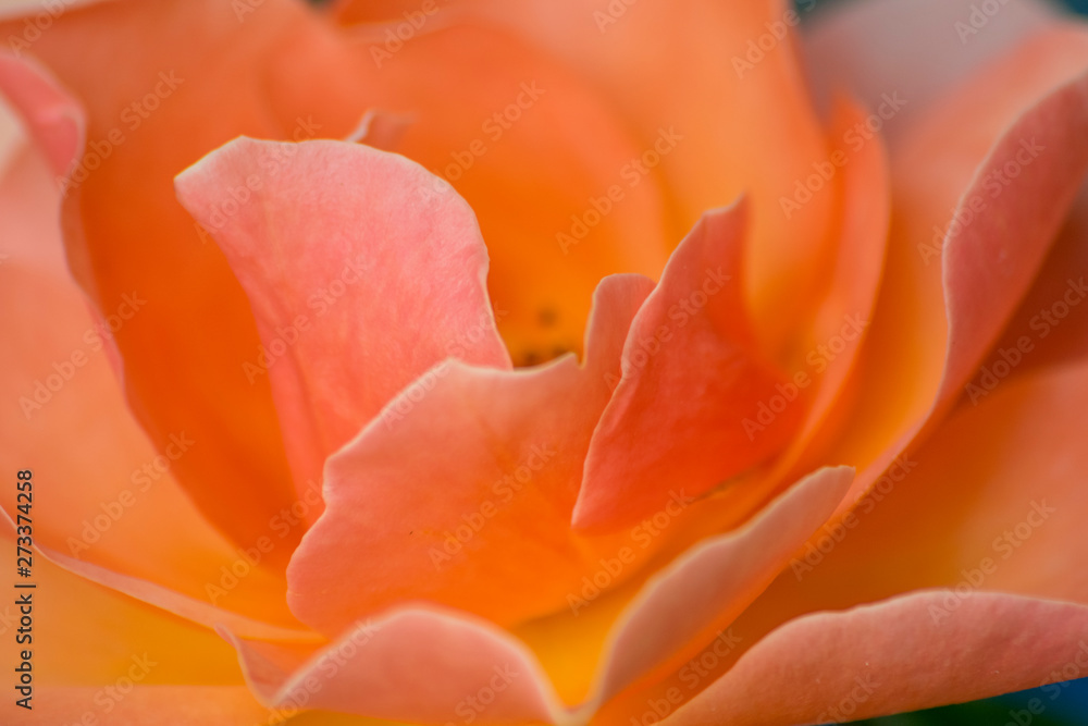 red rose flower macro