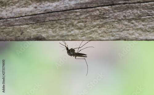 a mosquito hangs from wood