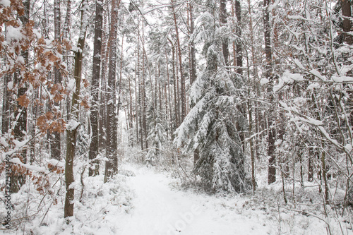 bavarian winter landscape,forest with snow