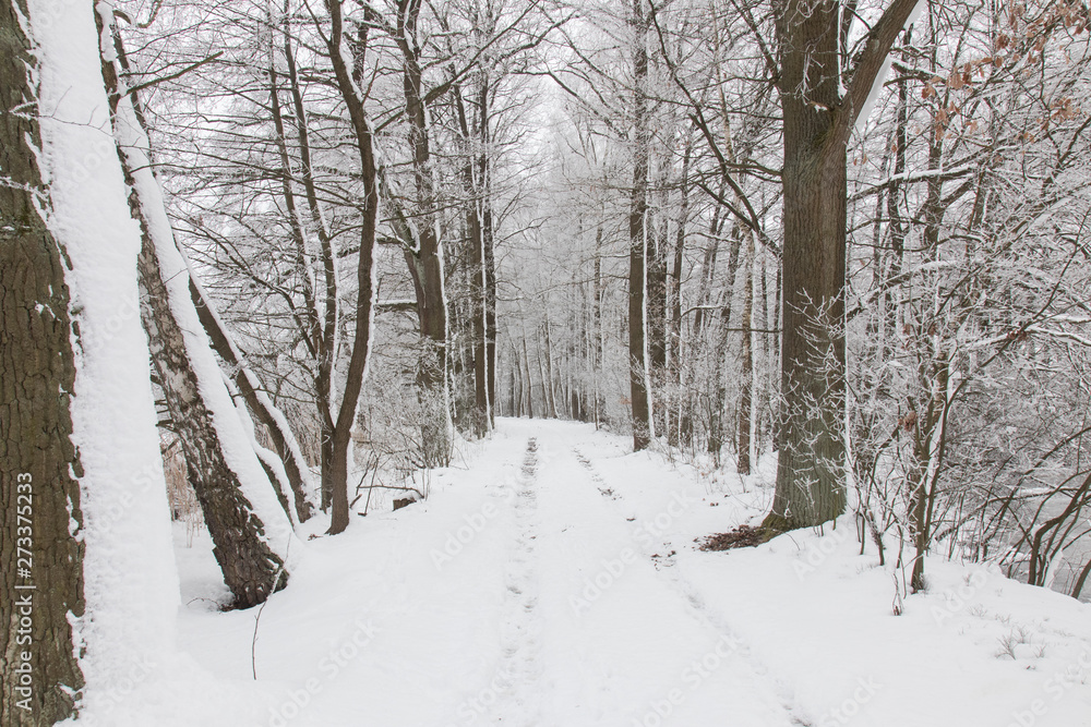 Fototapeta premium bavarian winter landscape,forest with snow