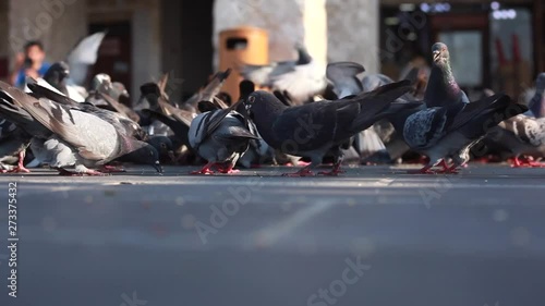 pigeons on a fence in city