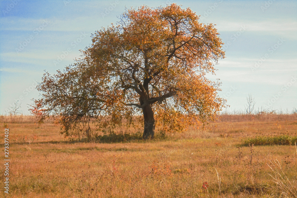beautiful lonely tree with golden-orange foliage in a meadow with yellow dry grass in autumn on a warm sunny day beautiful lonely tree with golden-orange foliage in a meadow with yellow dry grass in autumn on a warm sunny day