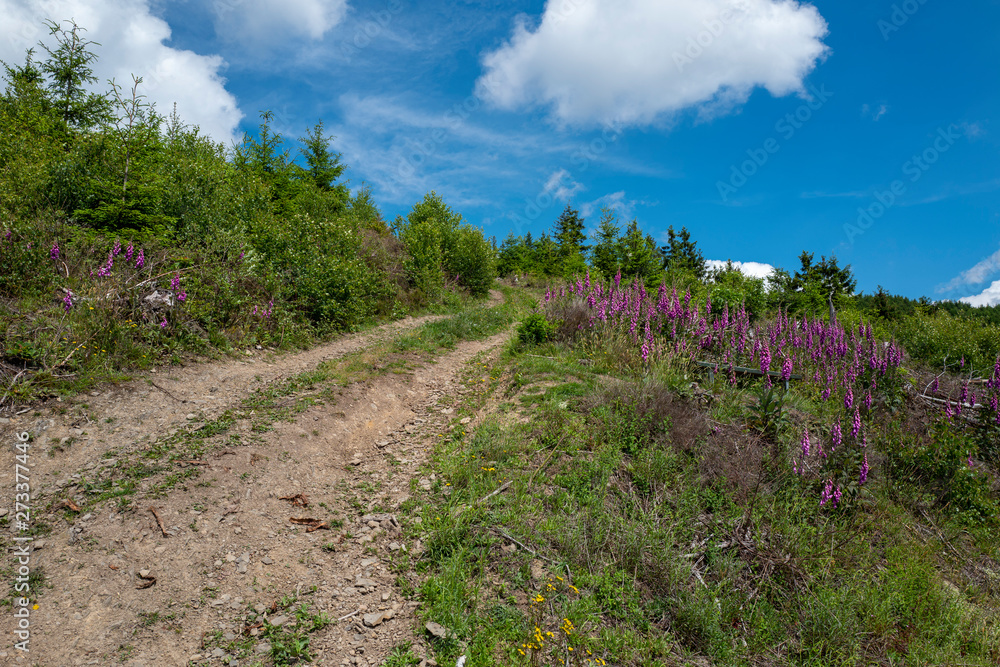 Fingerhut Digitalis purpurea am Wegesrand