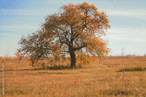 beautiful lonely tree with golden-orange foliage in a meadow with yellow dry grass in autumn on a warm sunny day