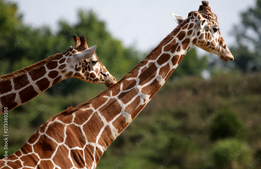 Fotografie Giraffes