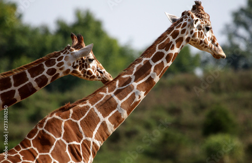 Photography Giraffes