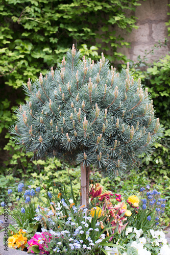 Strauch-Wald-Kiefer Pinus sylvestris Watereri photo