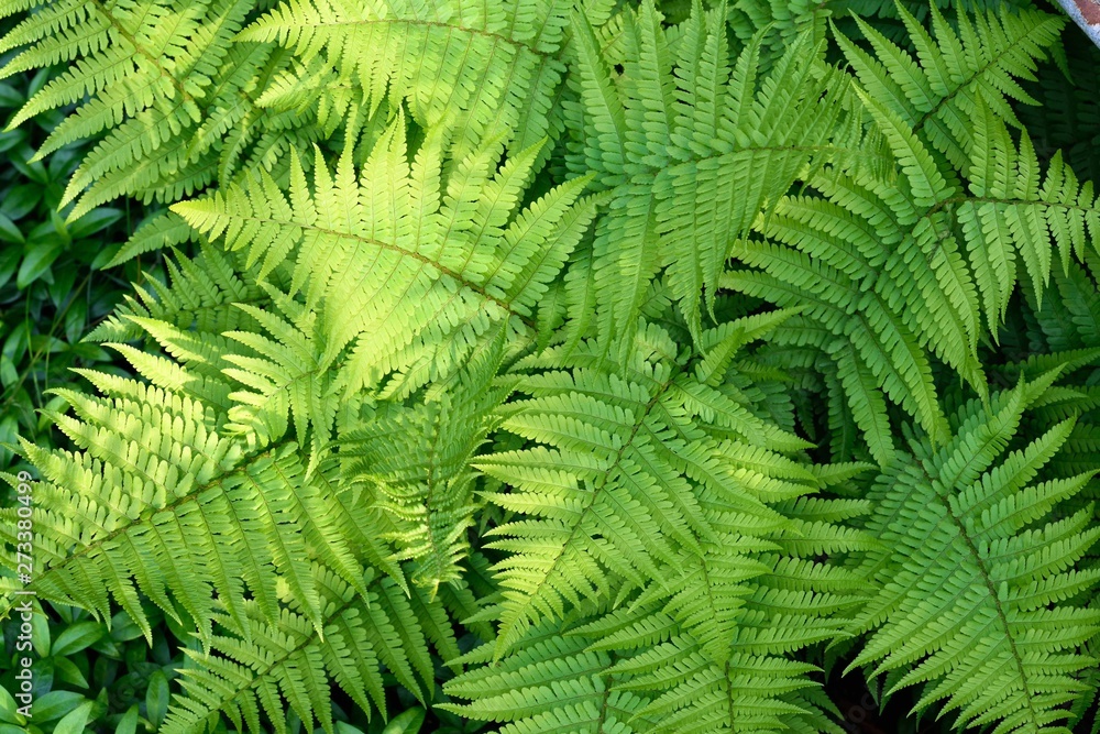 Green fern leaves background