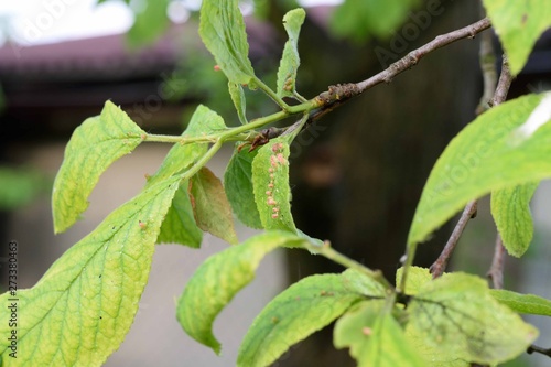 Acari Phytoptus similis galls on plum tree leaves photo