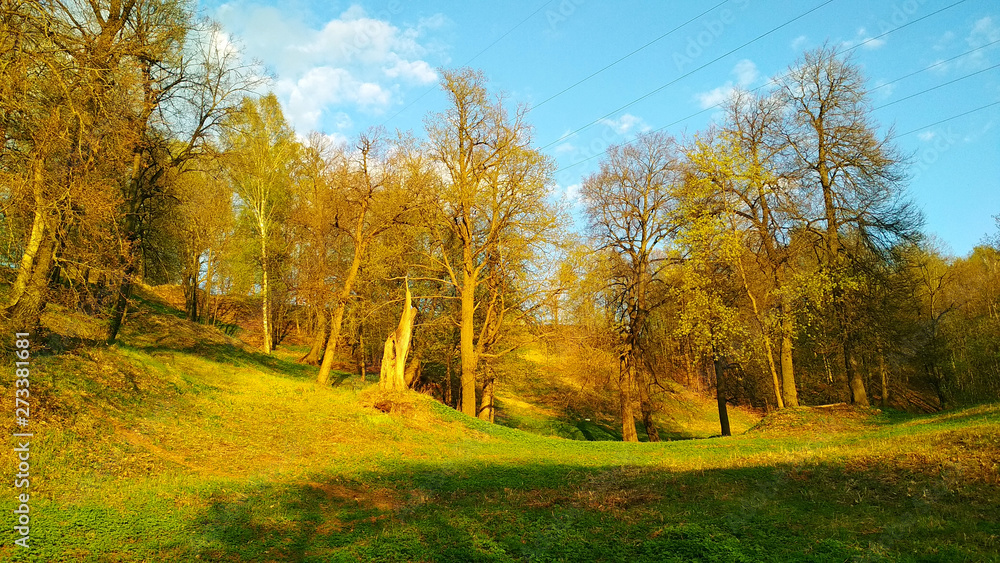 Fototapeta premium autumn forest. yellow leaves
