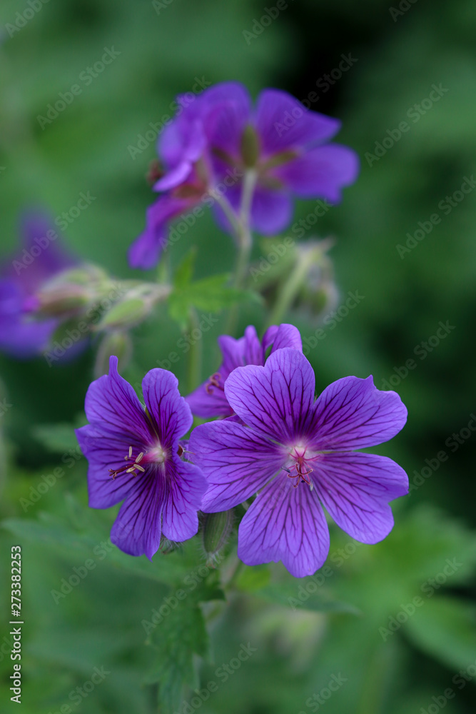 Close up of purple flowers, geranium