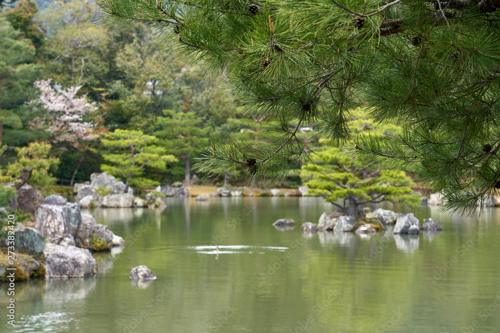 A lake with islands in the Golden pavilion park. Black pine trees are growing on the islands. A lake with islands in the Golden pavilion park. Black pine trees are growing on the islands.