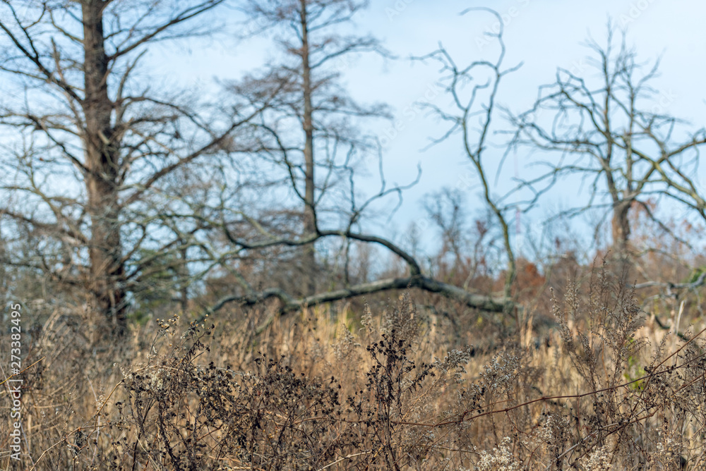 Bare trees in winter on a prairie savanna Bare trees in winter on a prairie savanna
