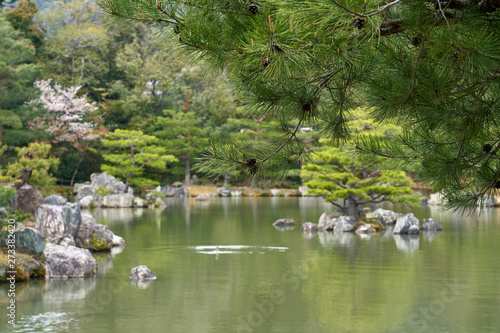 A lake with islands in the Golden pavilion park. Black pine trees are growing on the islands.