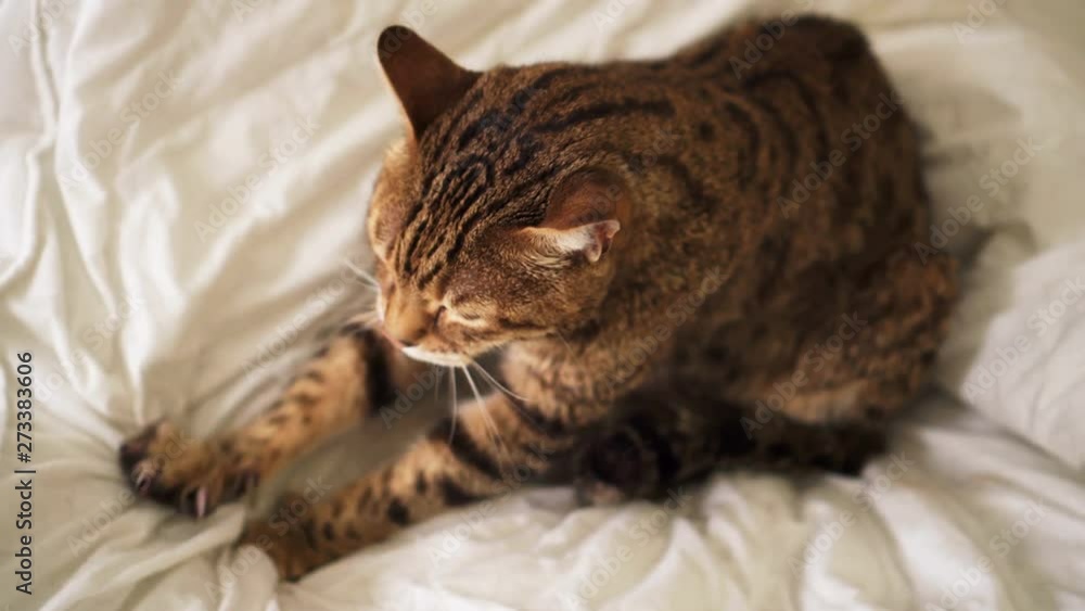 Bengal cat sitting on bed kneading pushing his claws in and out on the blanket Stock ビデオ