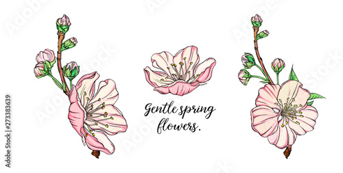 Vector floral composition with spring flowers