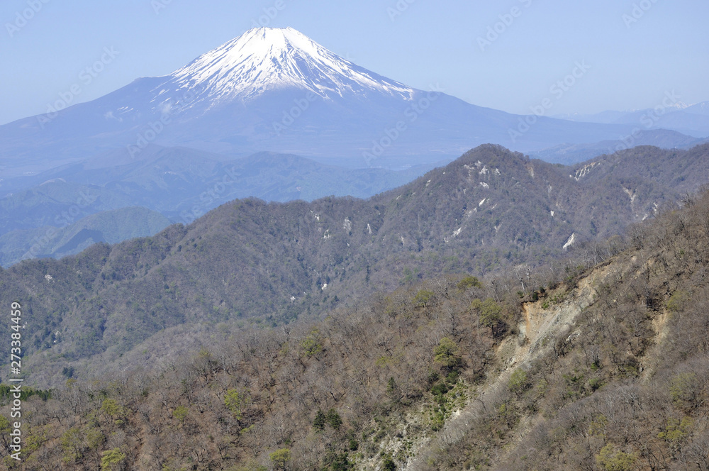 春の丹沢より望む富士山