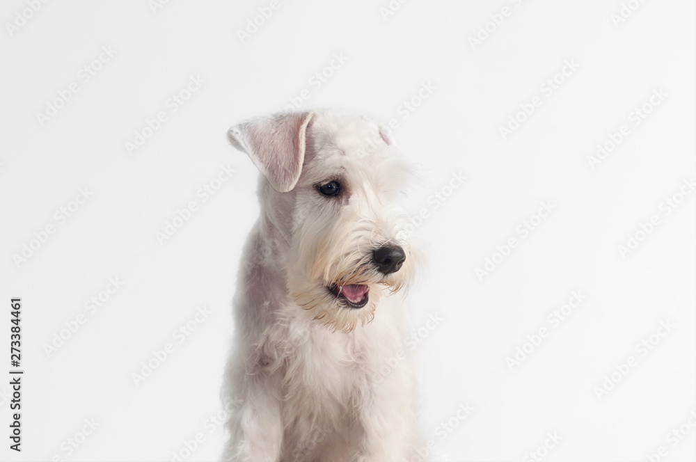 Happy, cute, funny puppy dog Schnauzer isolated on white background.