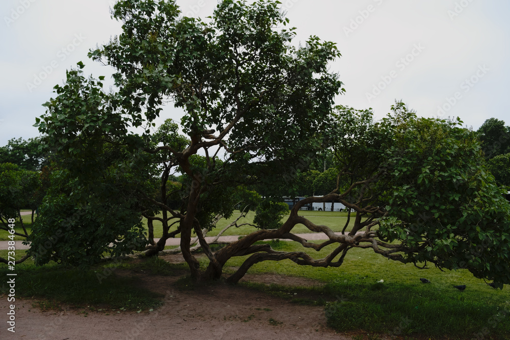 A beautiful tree with an unusually winding trunk. A beautiful tree with an unusually winding trunk.