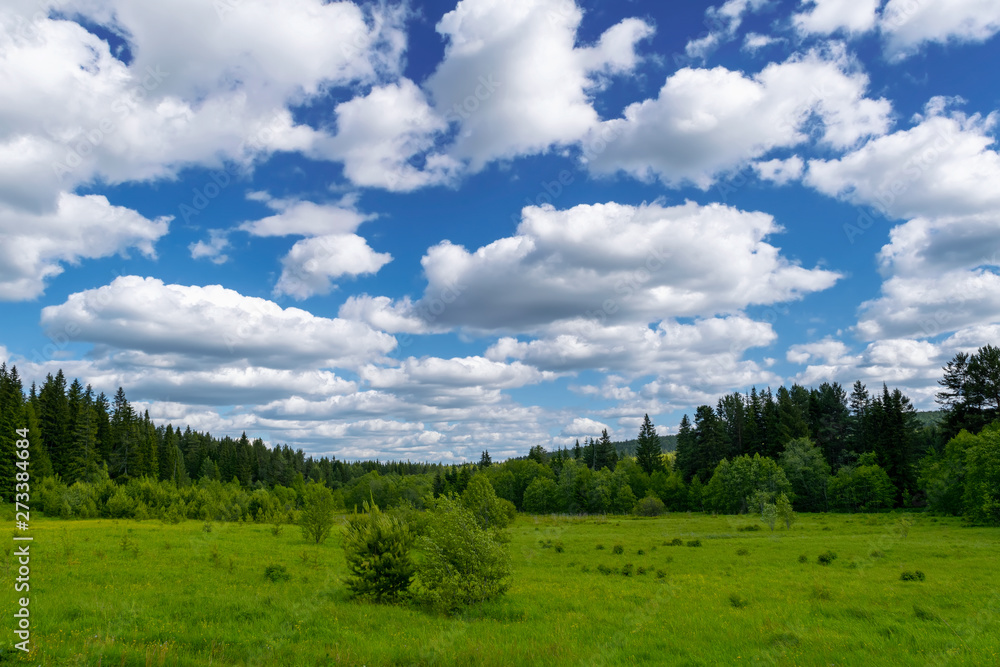 Summer meadow landscape with green grass and wild flowers on the background of a coniferous forest and blue sky.