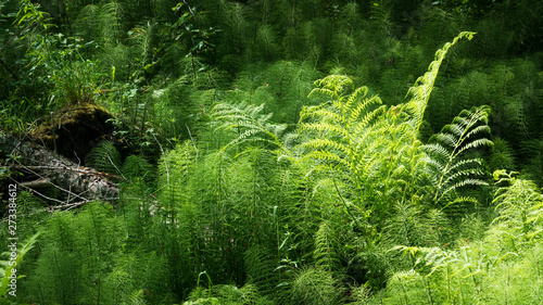 Horsetails and Ferns Mount Saint Helens