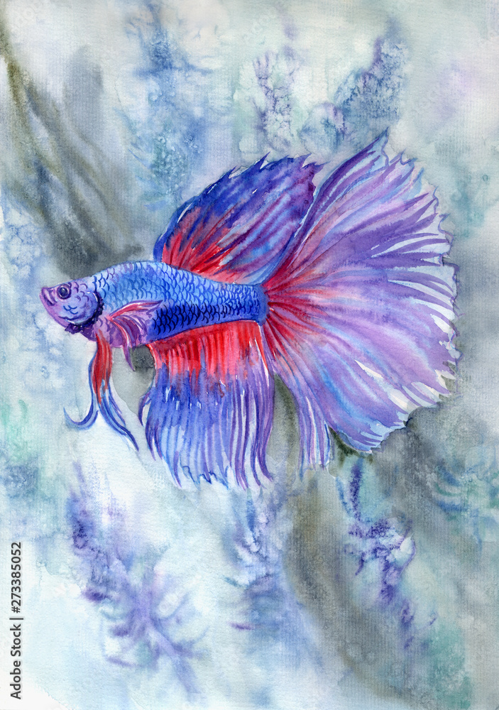 Fototapeta Blue-red betta fish in an aquarium, watercolor illustration, painting, poster.