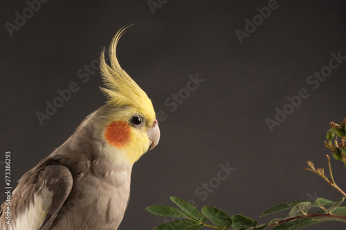 Parrot Close Up Portrait, Cockatiel Face Close Up, isolated on Black background. Copy Space