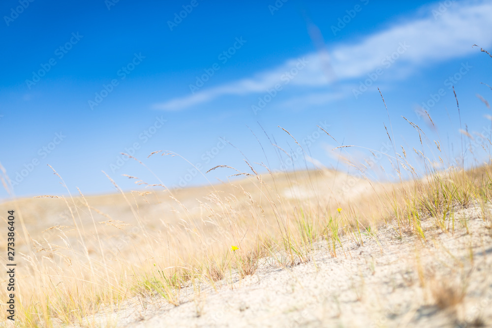 Fototapeta premium Sand dunes of the Curonian spit also known as 