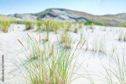 Sand dunes of the Curonian spit also known as  Dead or Grey dunes . Desert plants of wild untouched nature. This place the highest drifting sand dunes in Europe. Nida  Lithuania.