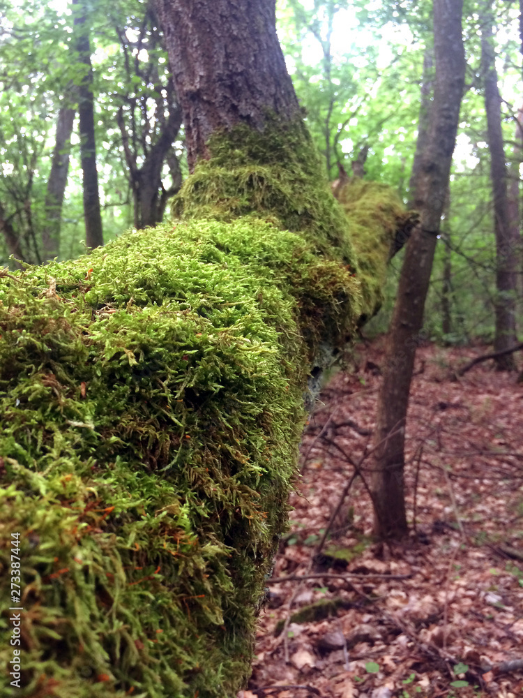 Fototapeta premium forest