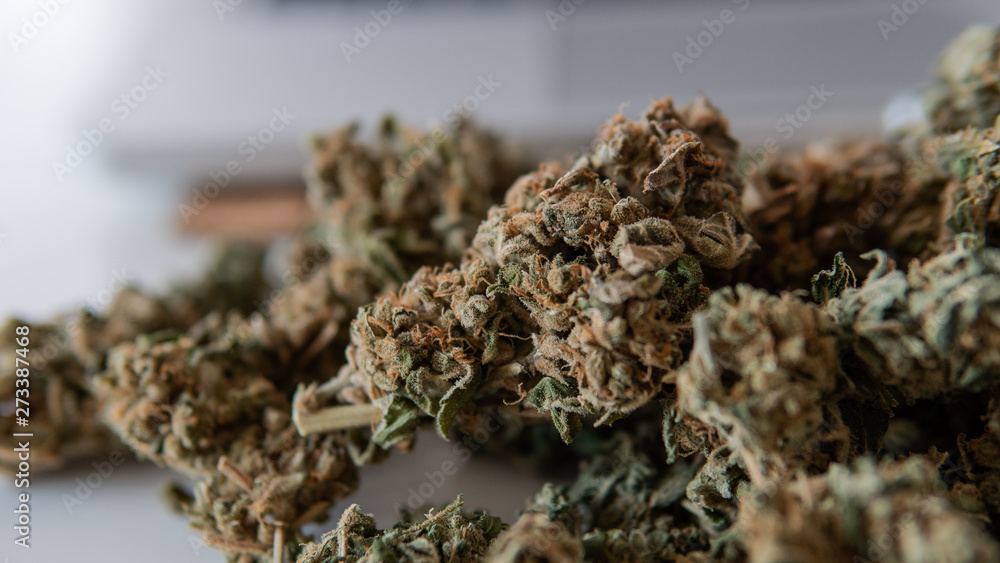 Growing sativa and indica strains indoor. Growing sativa and indica strains indoor.