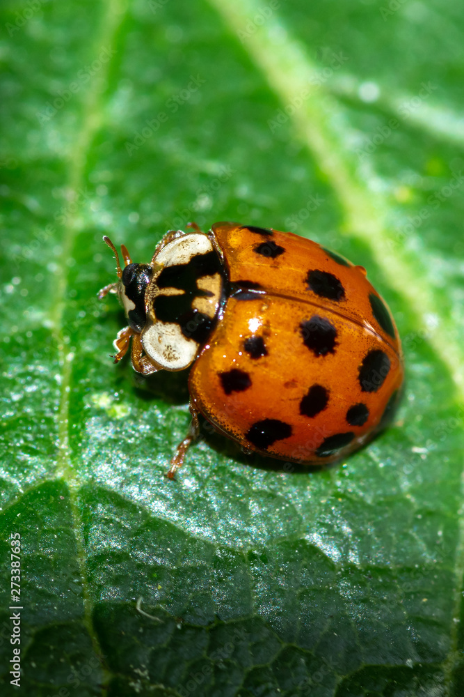 Fototapeta premium chińska biedronka