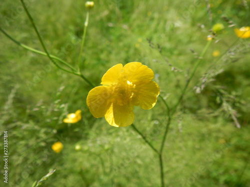 Fiore giallo photo