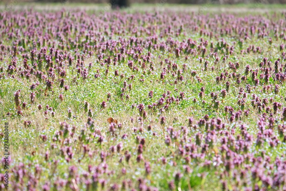 Prato di lavanda Prato di lavanda