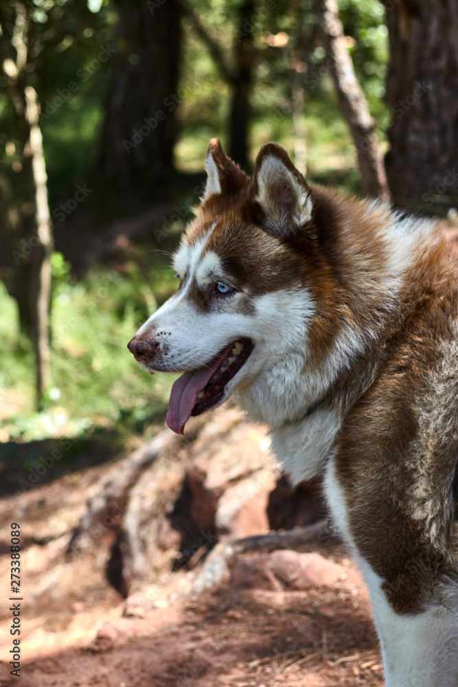 Brown and white dog in the forest